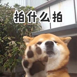 拍什么拍 - 汪星人柴犬微信拍一拍表情表情包
