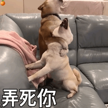 弄死你——汪星人系列表情包