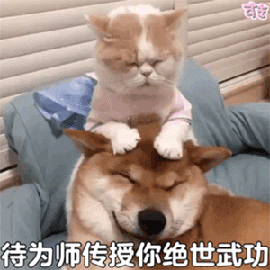 待为师传授你绝世武功 - 猫咪汪星人装逼