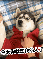 今晚你就是我的人了——汪星人哈士奇系列表情包